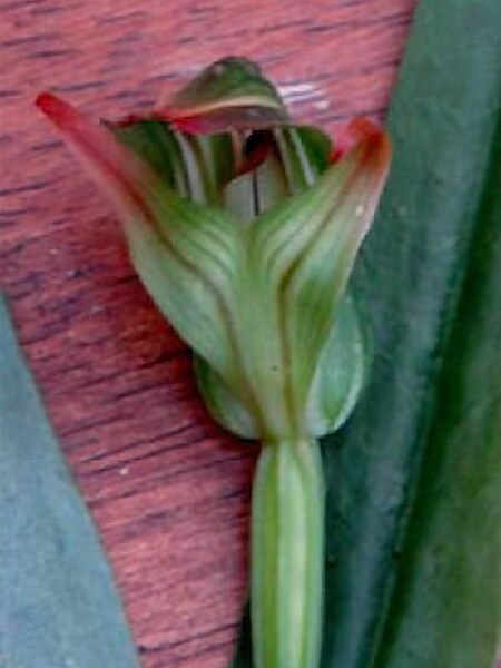 Pterostylis silvicultrix