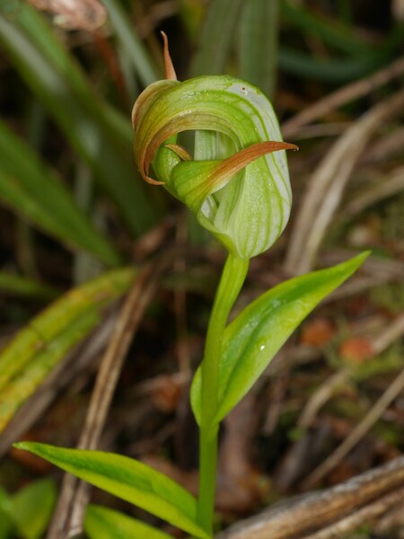 Pterostylis subsimilis