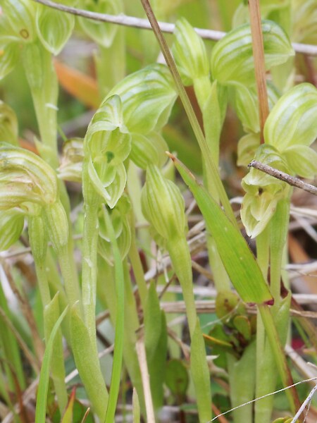 Pterostylis tanypoda