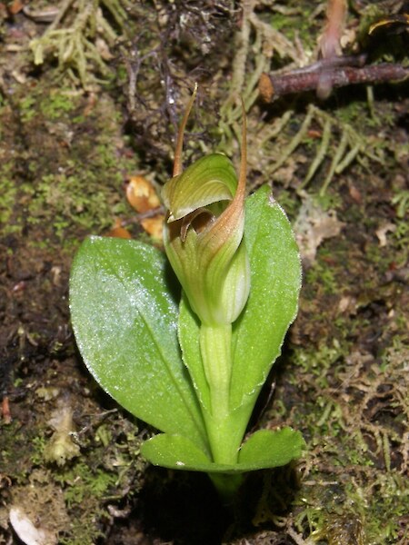 Pterostylis venosa