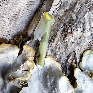 Image showing elongated stigma, which distinguishes this species from P. humilis. Marlborough region, 13 November 2024. Photo: Rowan Hindmarsh-Walls