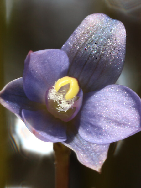 Thelymitra “Ahipara”