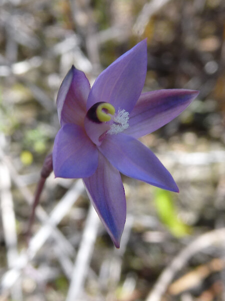 Thelymitra “darkie”