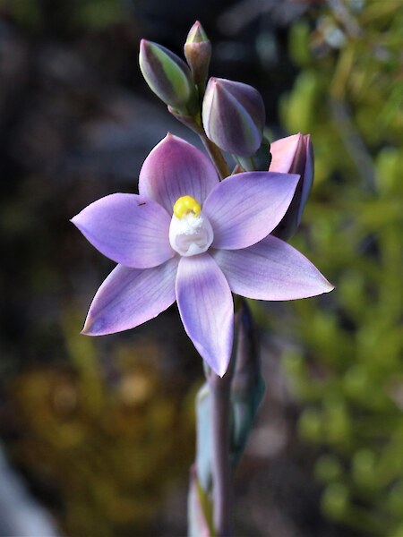 Thelymitra “rough-leaf”