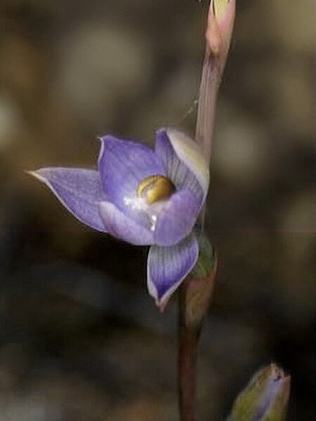 Thelymitra brevifolia