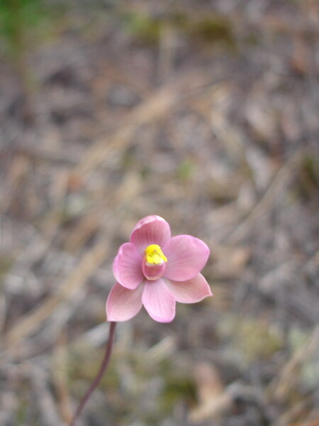 Thelymitra carnea