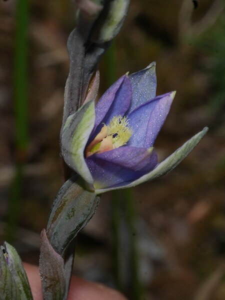 Thelymitra formosa