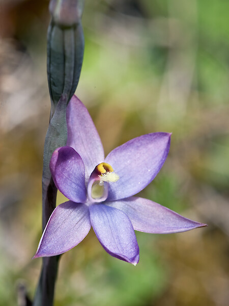 Thelymitra hatchii