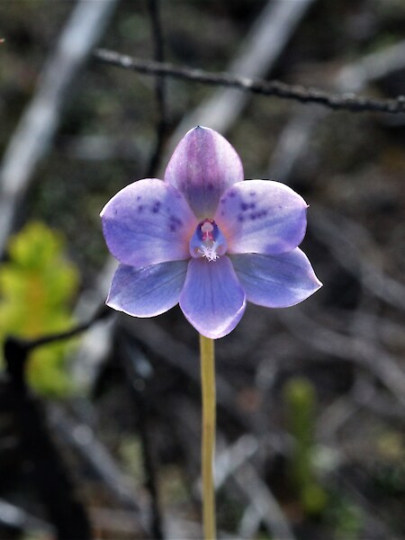 Thelymitra ixioides