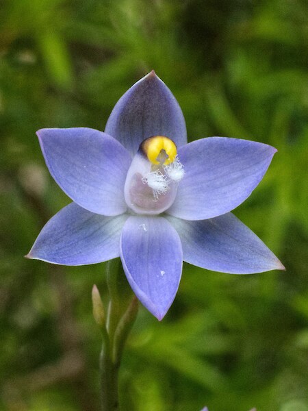 Thelymitra pauciflora