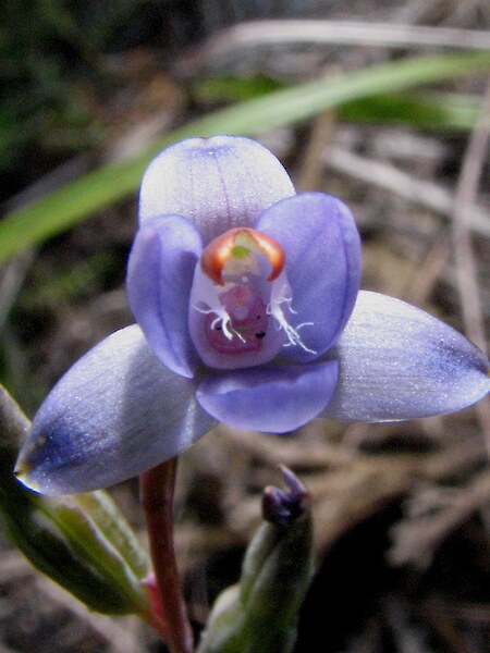 Thelymitra sanscilia