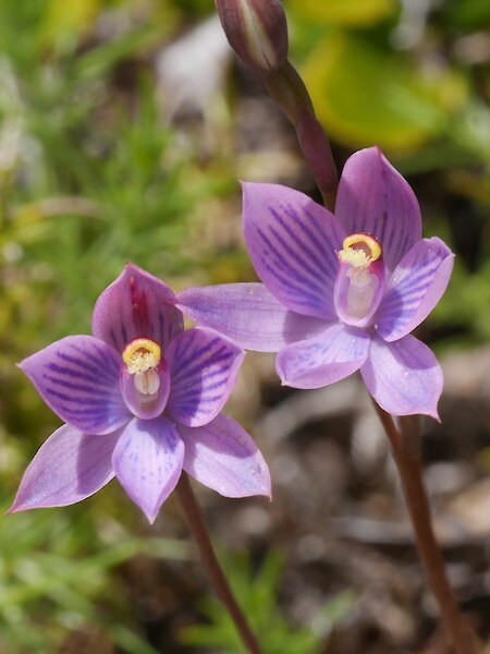 Thelymitra x dentata