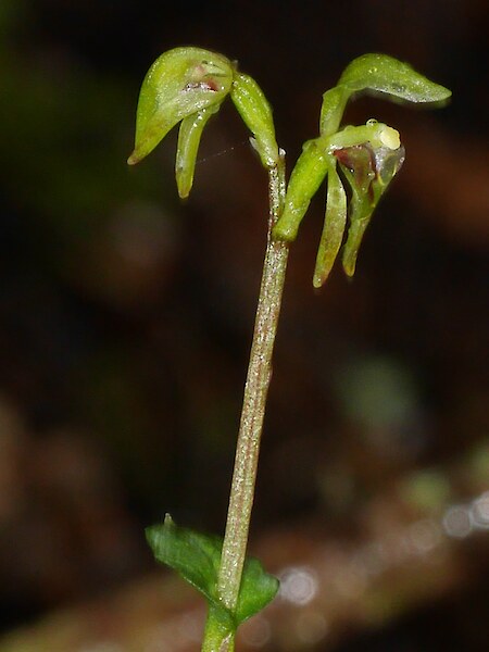 Townsonia deflexa