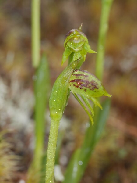 Waireia stenopetala