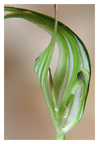 Pterostylis alobula